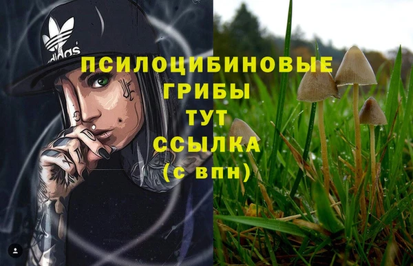 крисы Аркадак